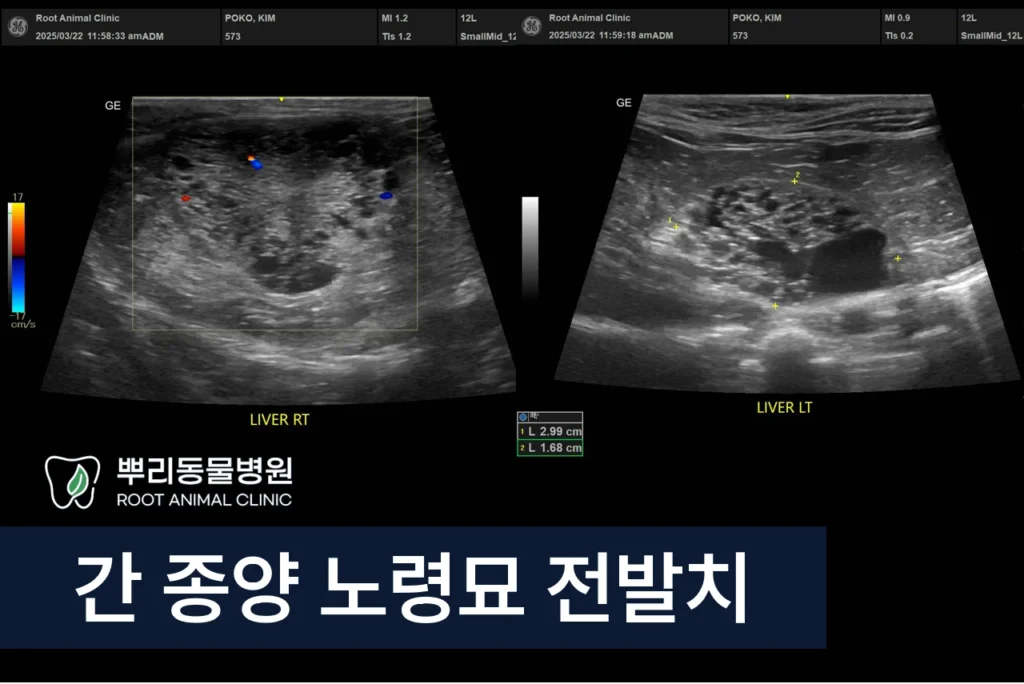 간종양 노령묘 전발치