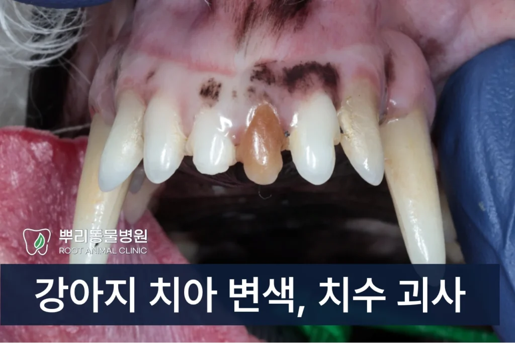 강아지 치수괴사 치수염