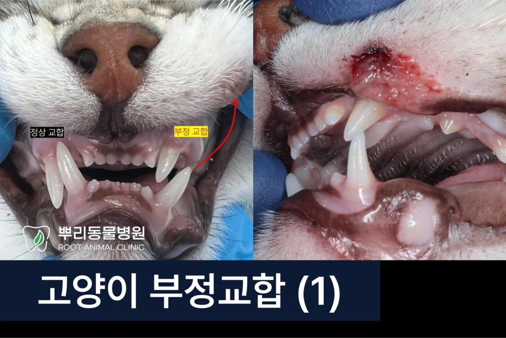 고양이 부정교합