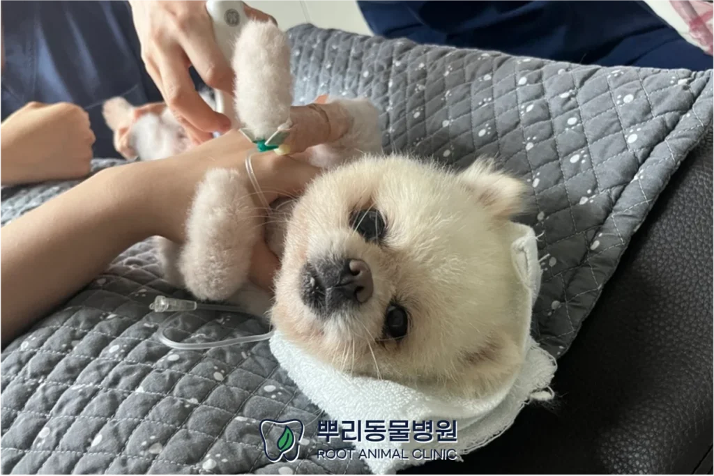 월간뿌리 당근