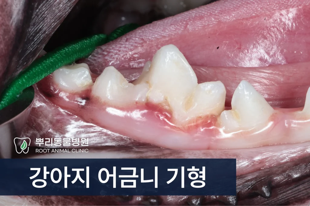 강아지 치아 기형 열육치