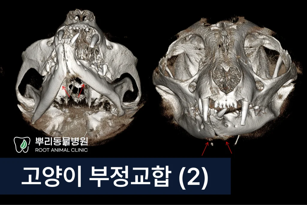 고양이 부정 교합