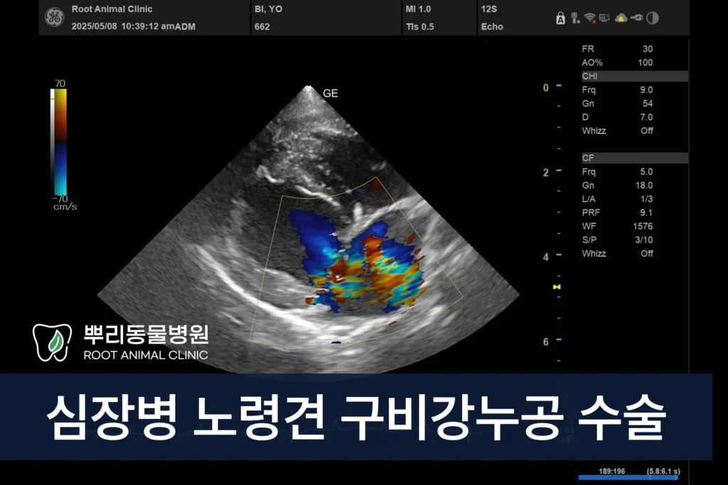 심장병 노령견 구비강누공