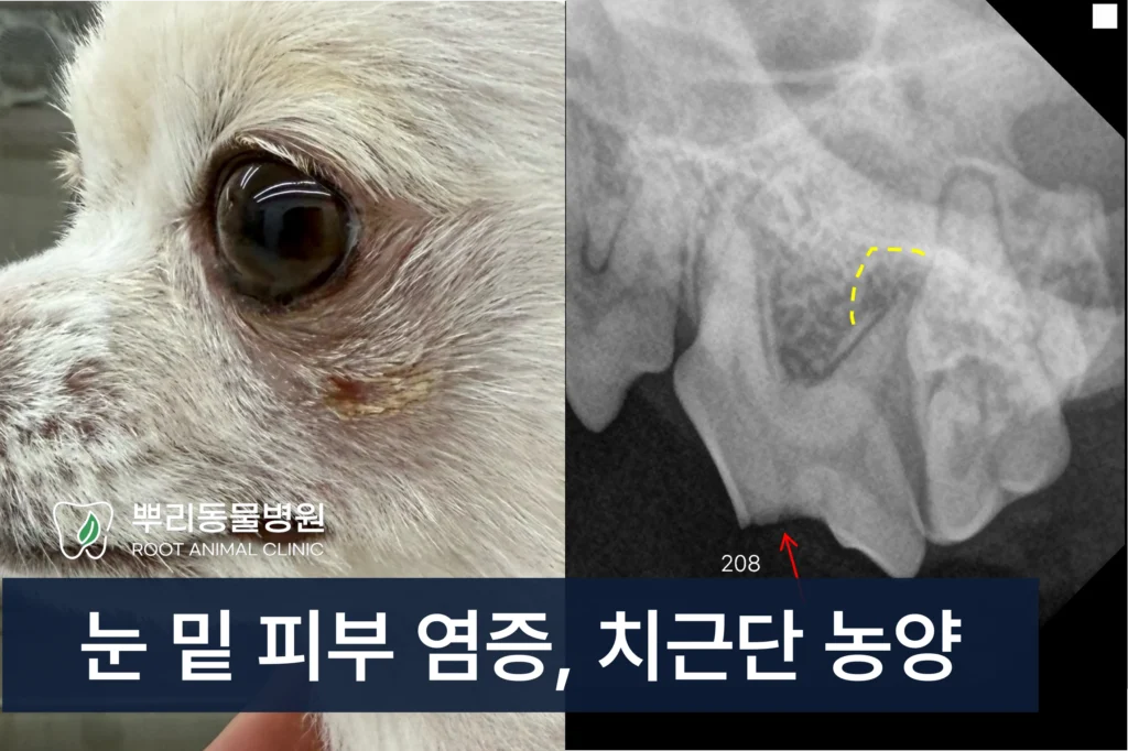 강아지 치근단농양 치아 파절