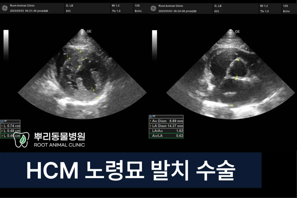 HCM 고양이 마취 발치 스케일링