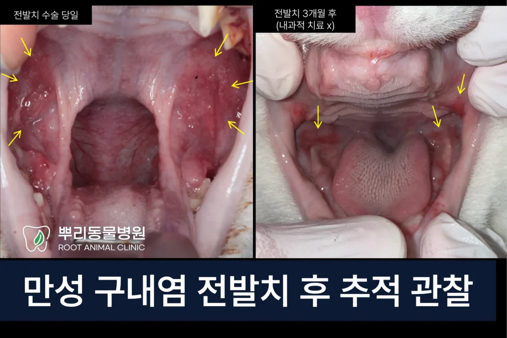 고양이 만성 구내염 전발치 후 모니터링