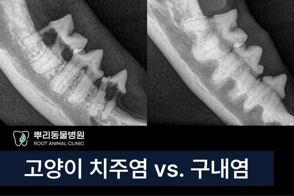 고양이 치주염 구내염