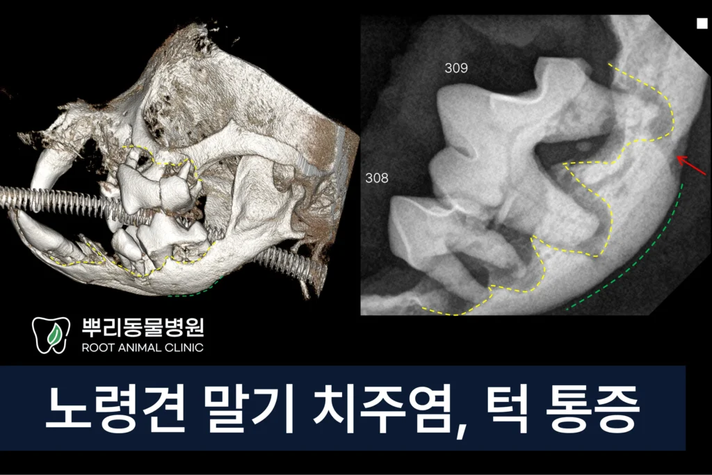 노령견 치주염 전발치