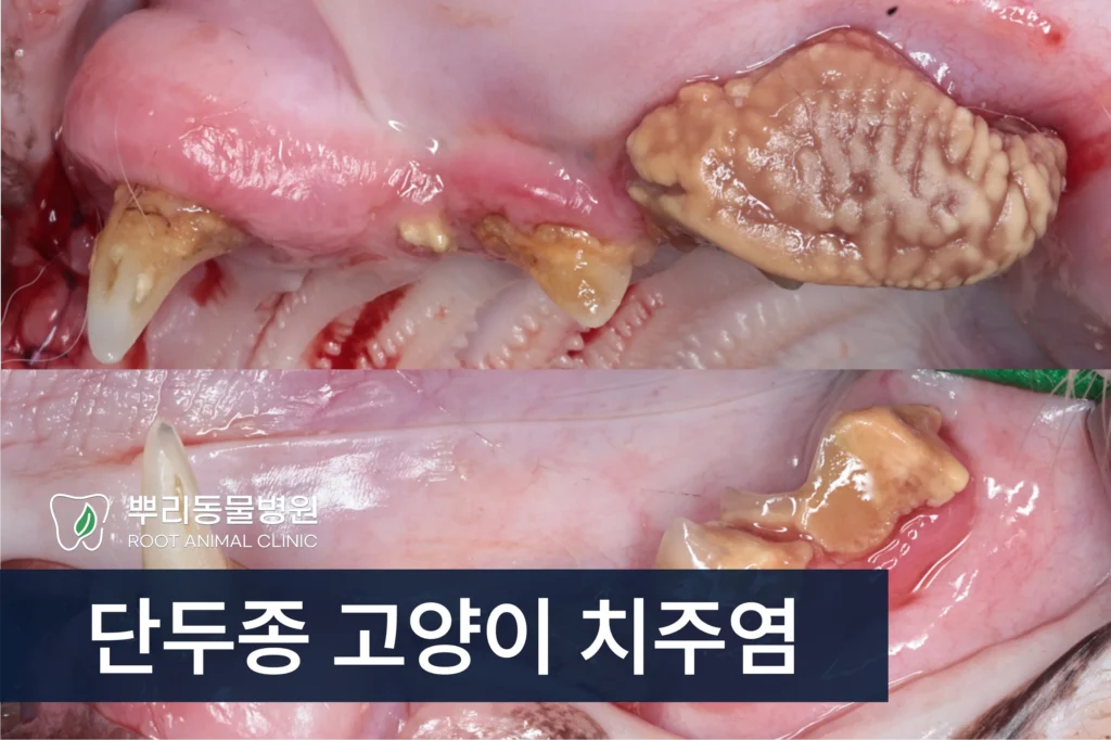 단두종 엑조틱 고양이 치주염 치석