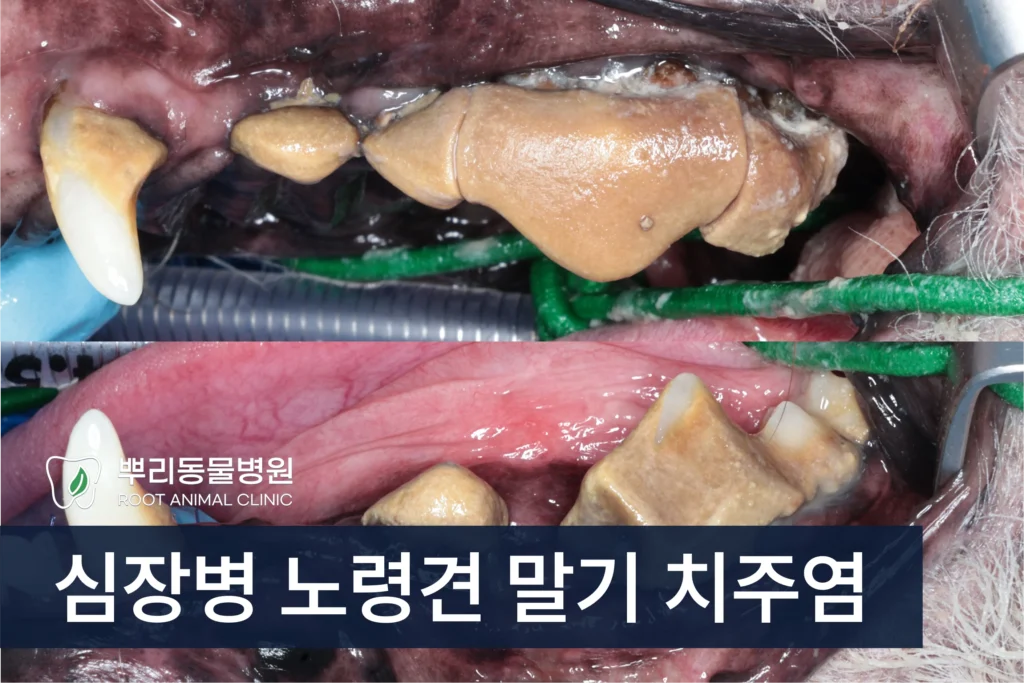 심장병 노령견 치주염 발치