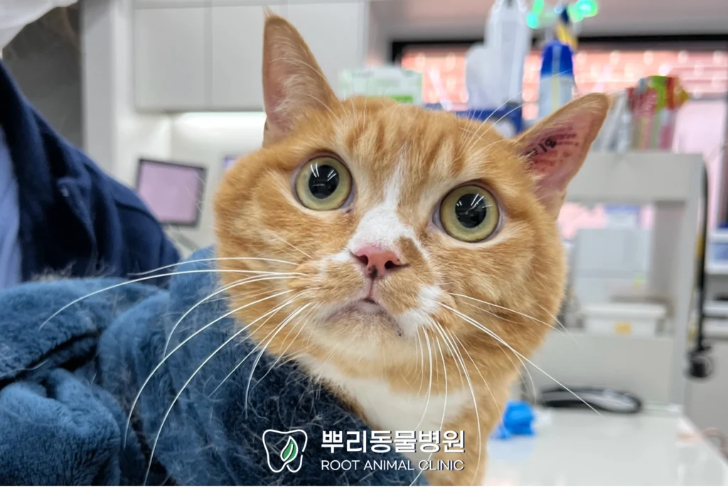 월간 뿌리 감귤