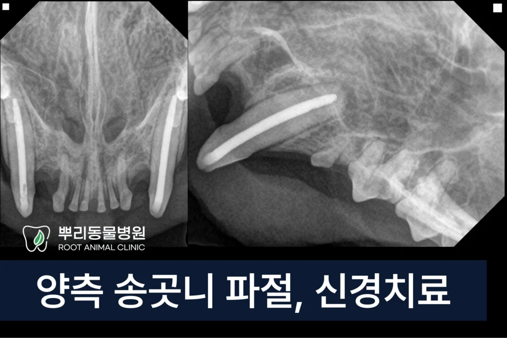 고양이 송곳니 파절 신경치료 근관치료