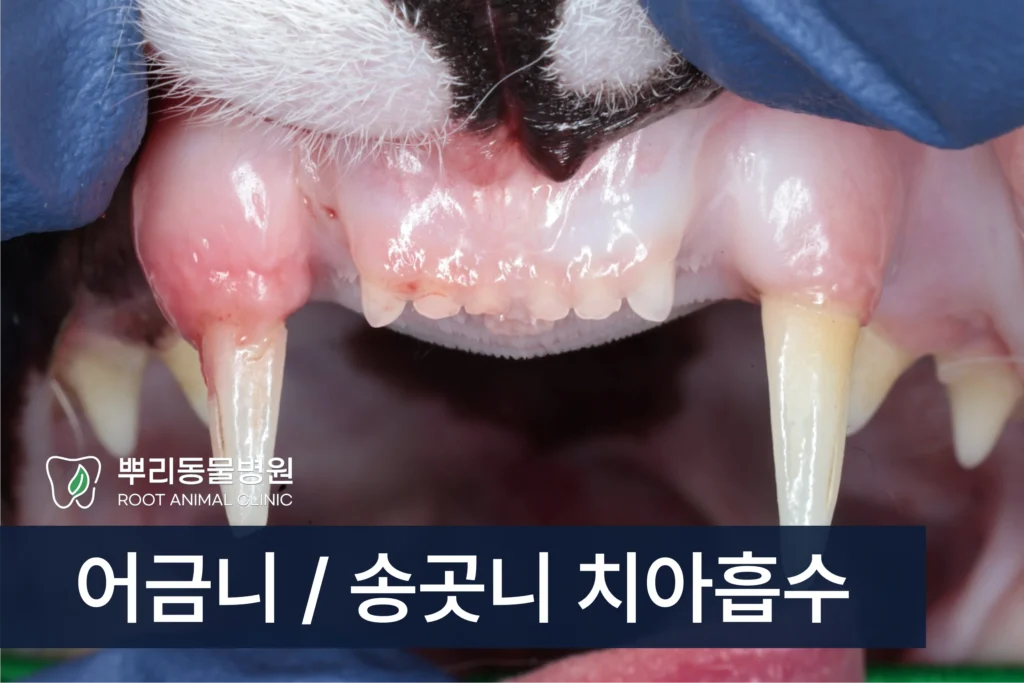 고양이 어금니 송곳니 치아흡수