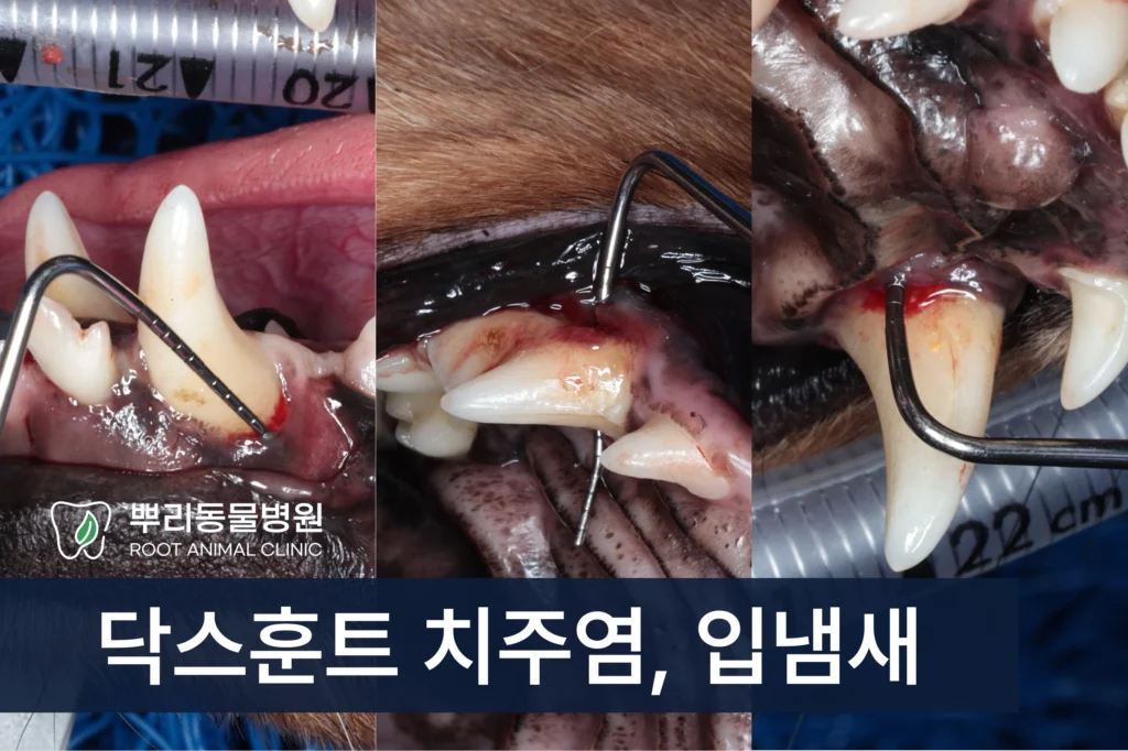 닥스훈트 치주염