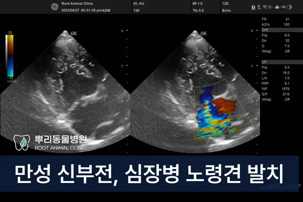 만성 신부전 심장병 노령견 치주염