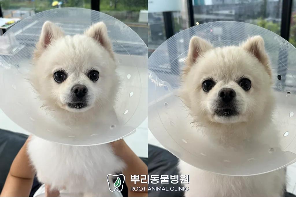 월간 뿌리 별이