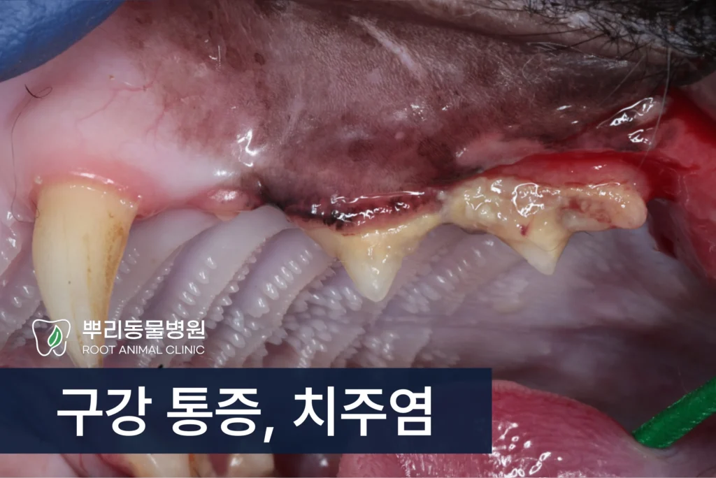 고양이 구강통증 치주염 치석