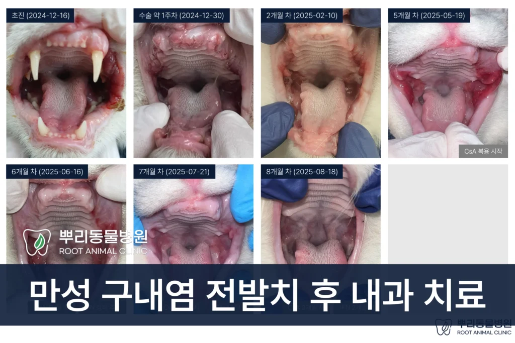 고양이 만성 구내염 목구멍염 전발치 후 내과 관리