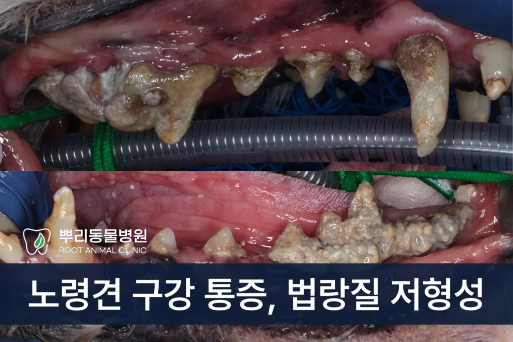 노령견 치과 수술 발치