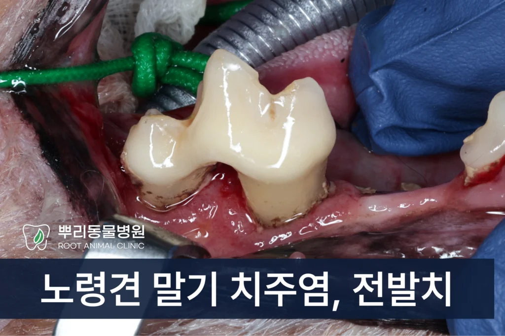 노령견 치주염 발치