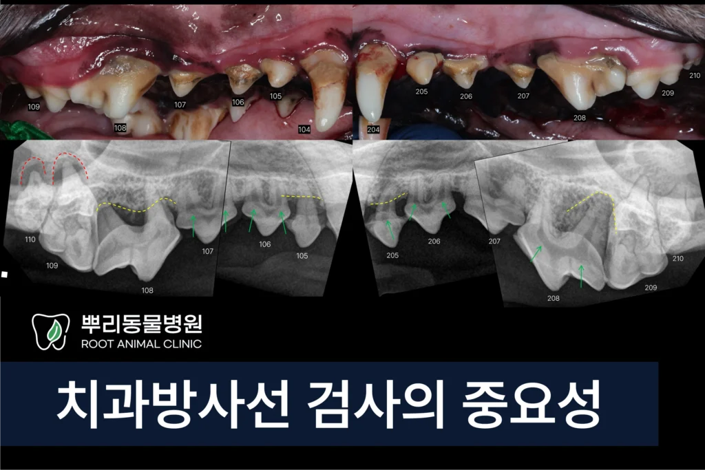강아지 치과 스케일링 발치