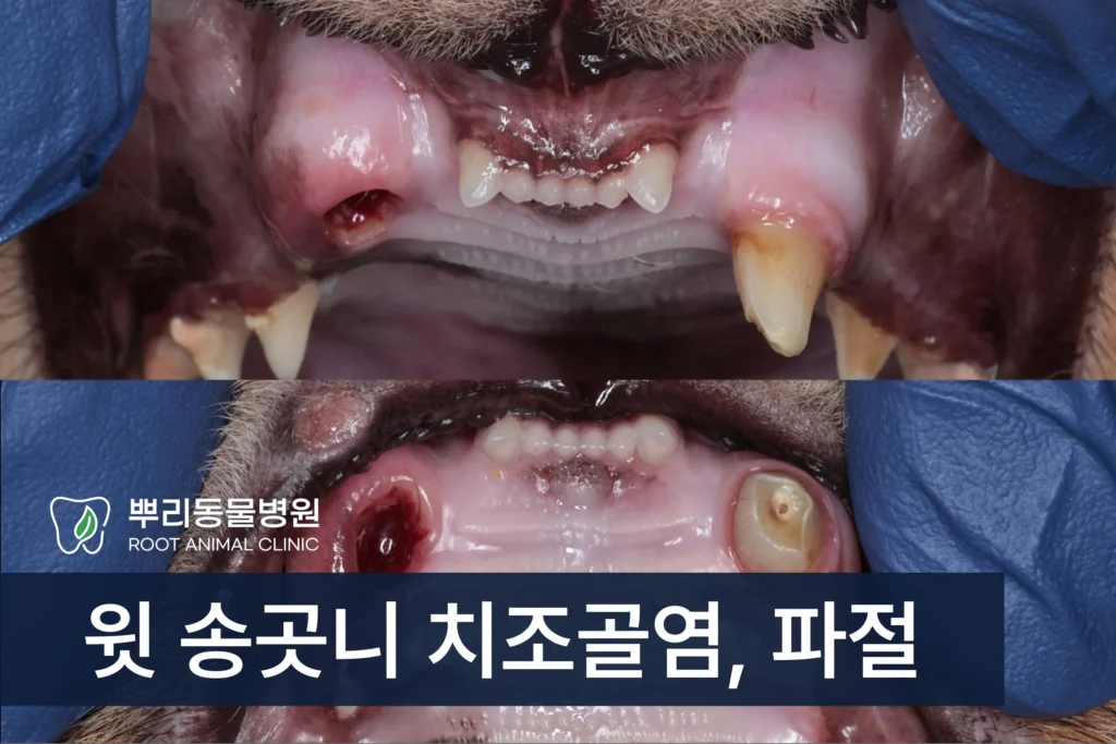 고양이 송곳니 파절 치주염 신경치료