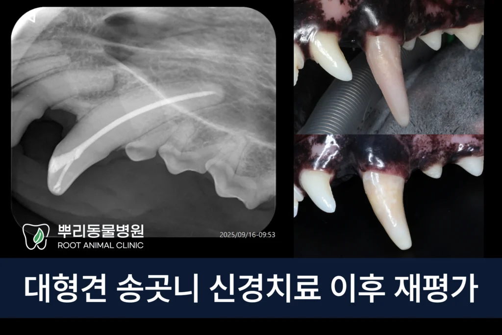 강아지 대형견 송곳니 치수괴사 신경치료 근관치료