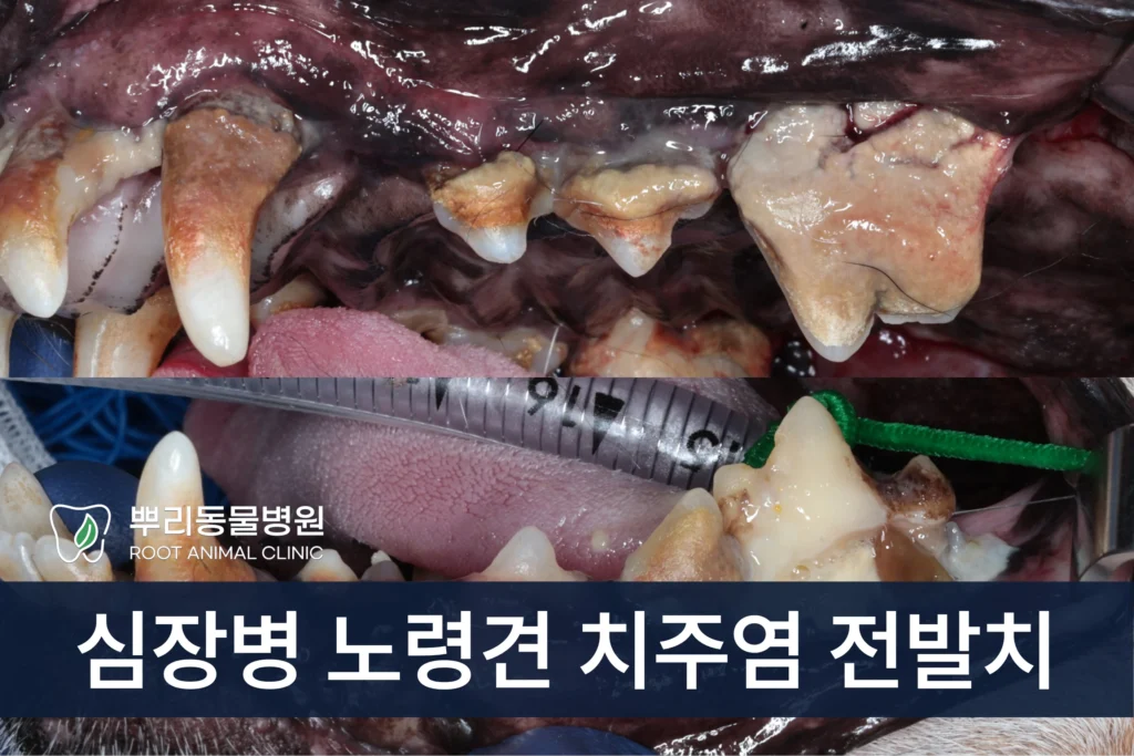 심장병 노령견 전발치 수술