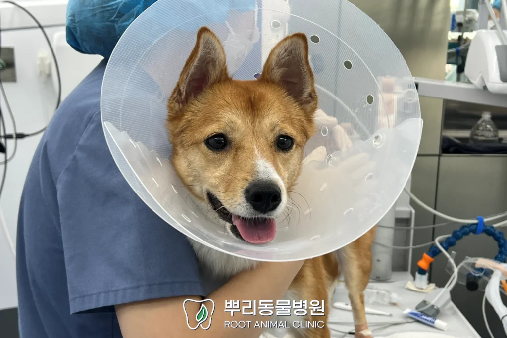 월간뿌리 짜장이