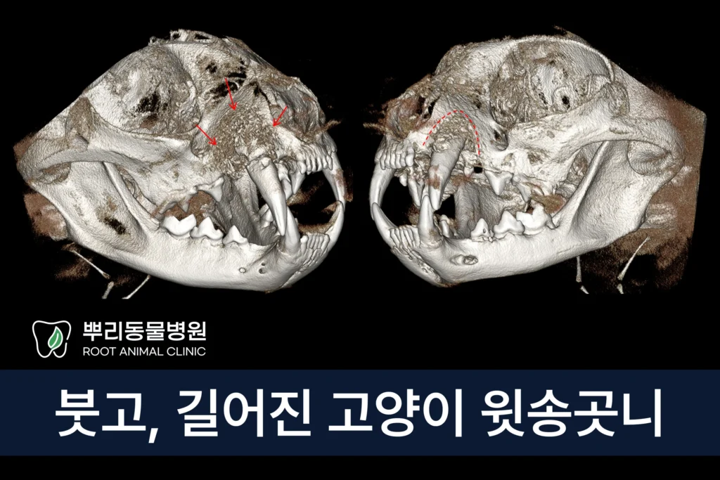 고양이 송곳니 치조골염