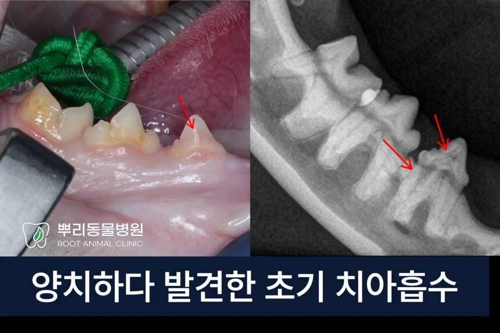 고양이 초기 치아흡수