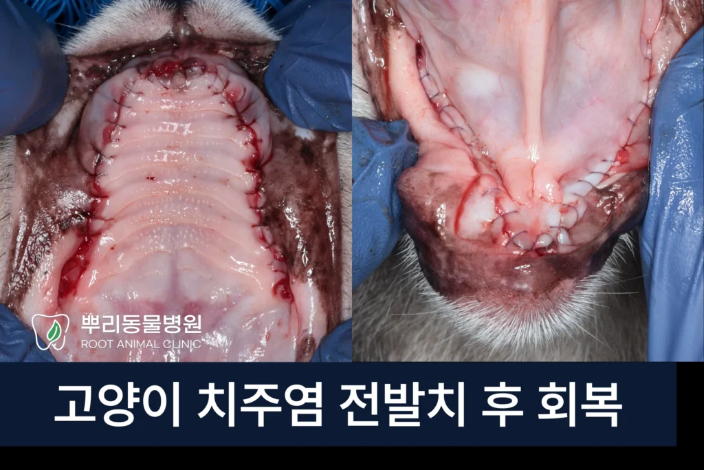 고양이 치주염 전발치 회복