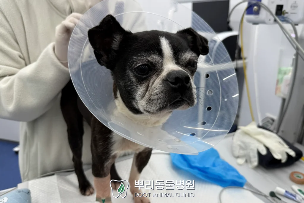 월간 뿌리 테오