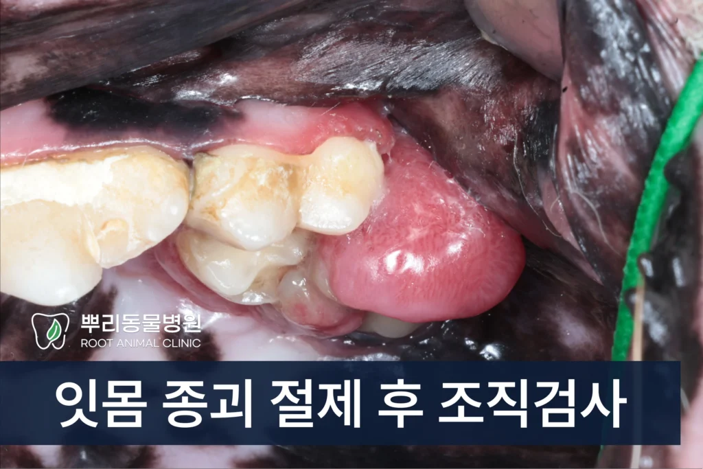 강아지 구강 종괴 치은종