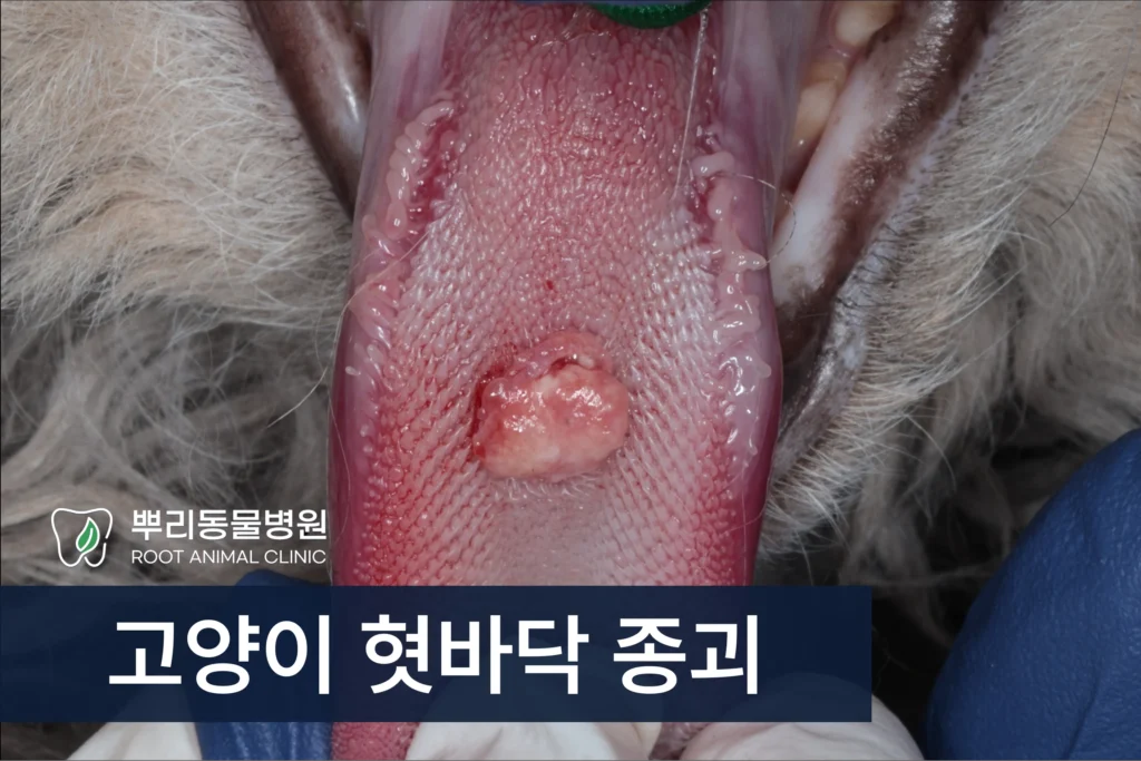고양이 혀 종괴 조직검사