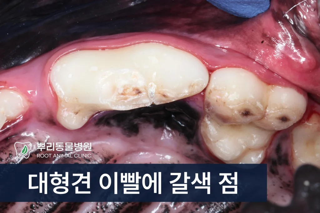 대형견 이빨 갈색 점