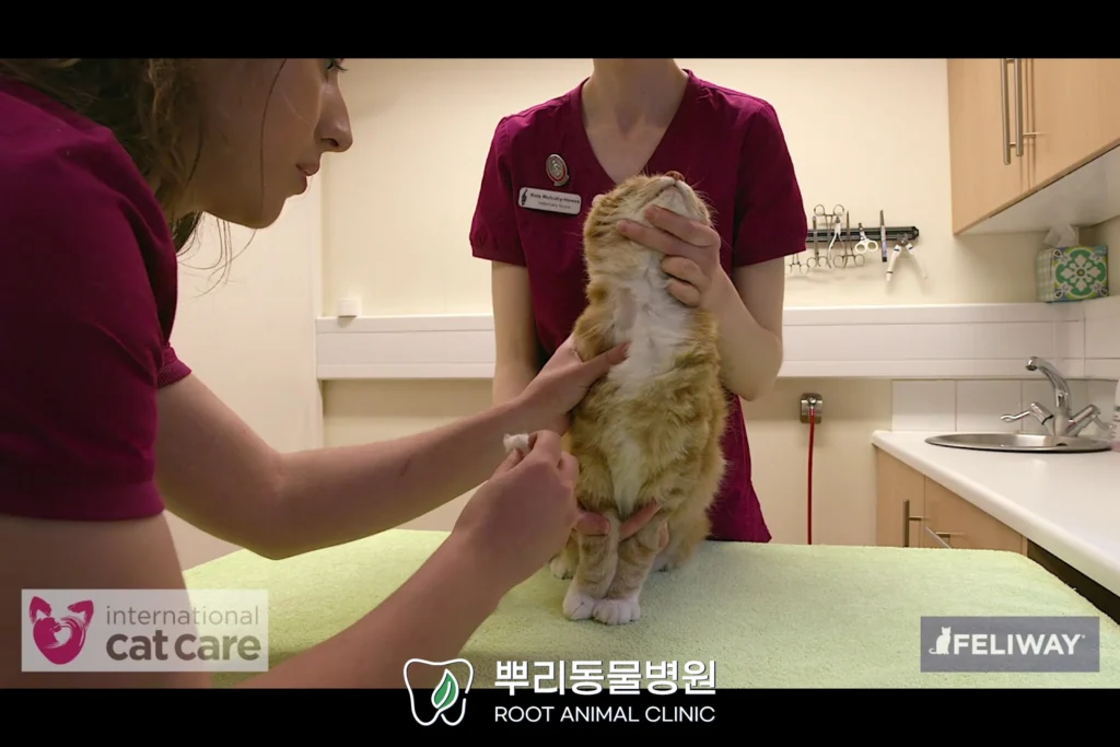 고양이 목 채혈 경정맥