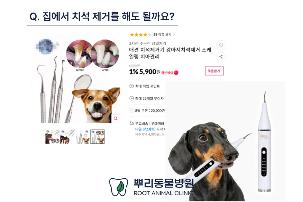 뿌리동물병원 무마취 스케일링