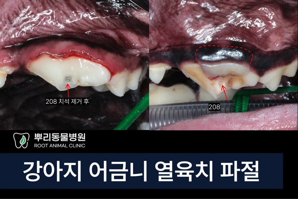 강아지 어금니 파절 신경치료 발치