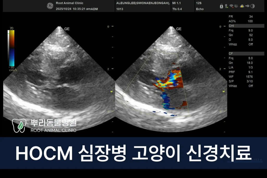 HCM 고양이 마취 발치 신경치료