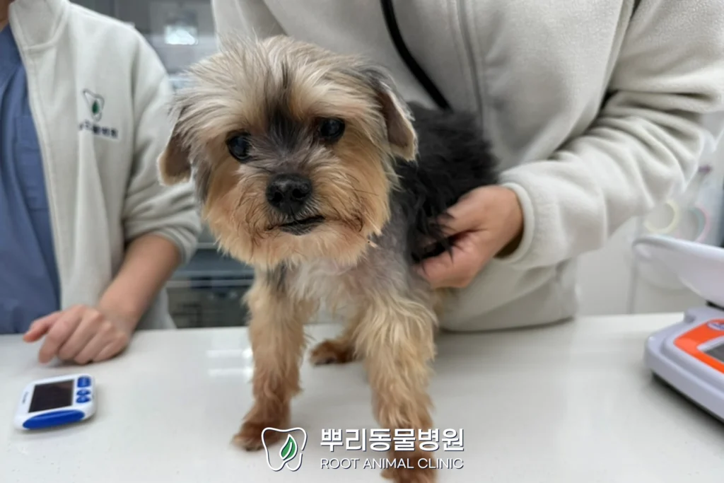 월간뿌리 팥죽이