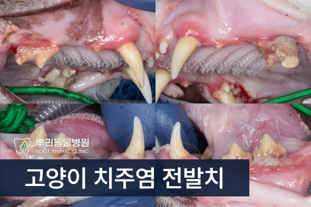 고양이 치주염 치석 전발치