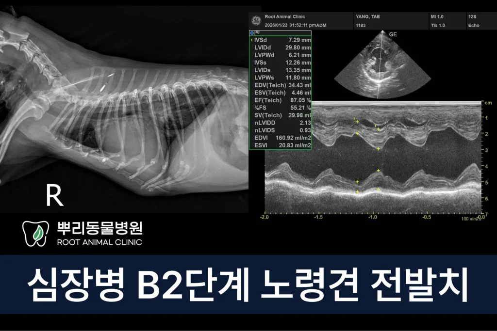심장병 강아지 노견 치주염 전발치