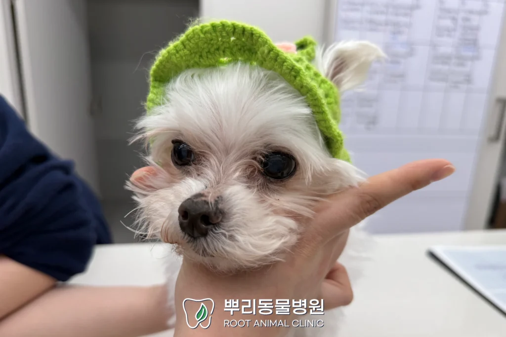 월간 뿌리 별똥이 말티즈 치과 수술