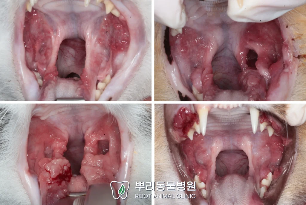 고양이 구내염 스테로이드 전발치