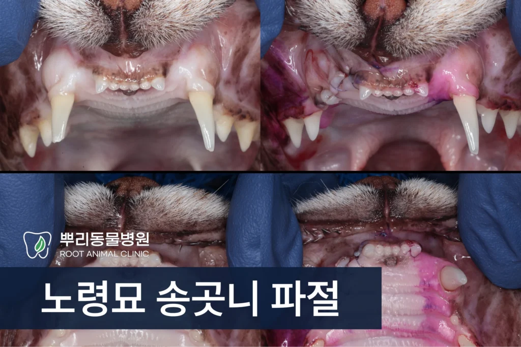 고양이 송곳니 부러짐 파절 노령묘 발치