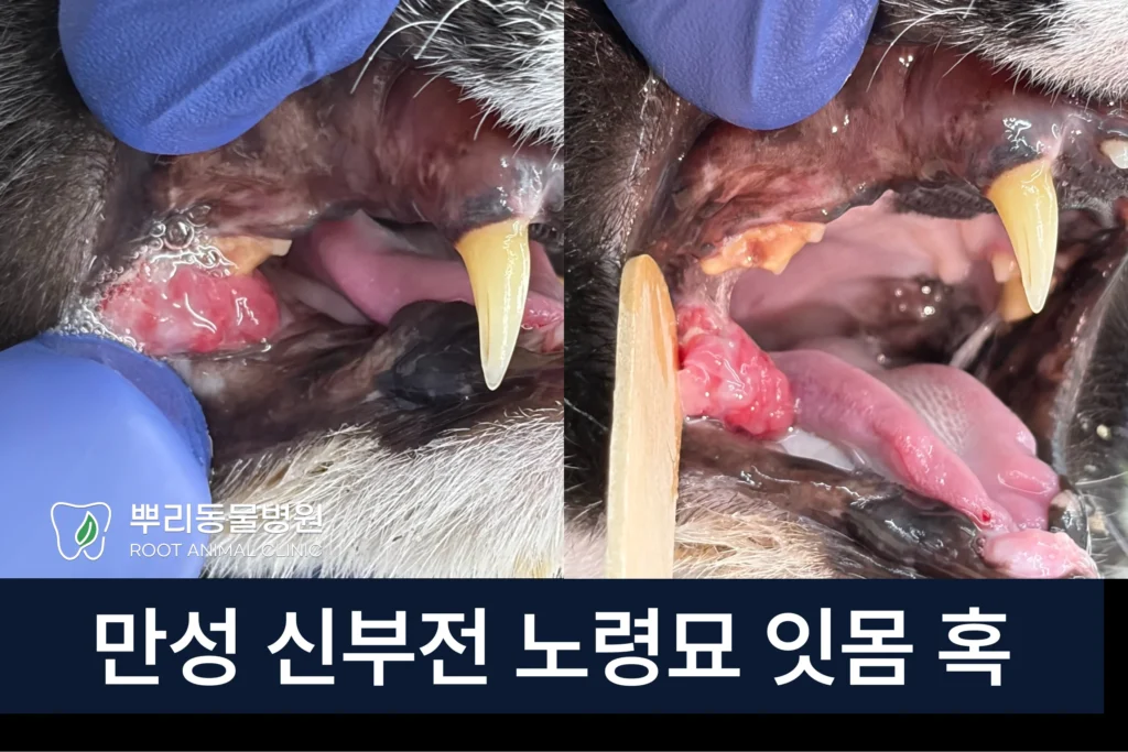 만성 신부전 노령묘 잇몸 혹 구강 종괴