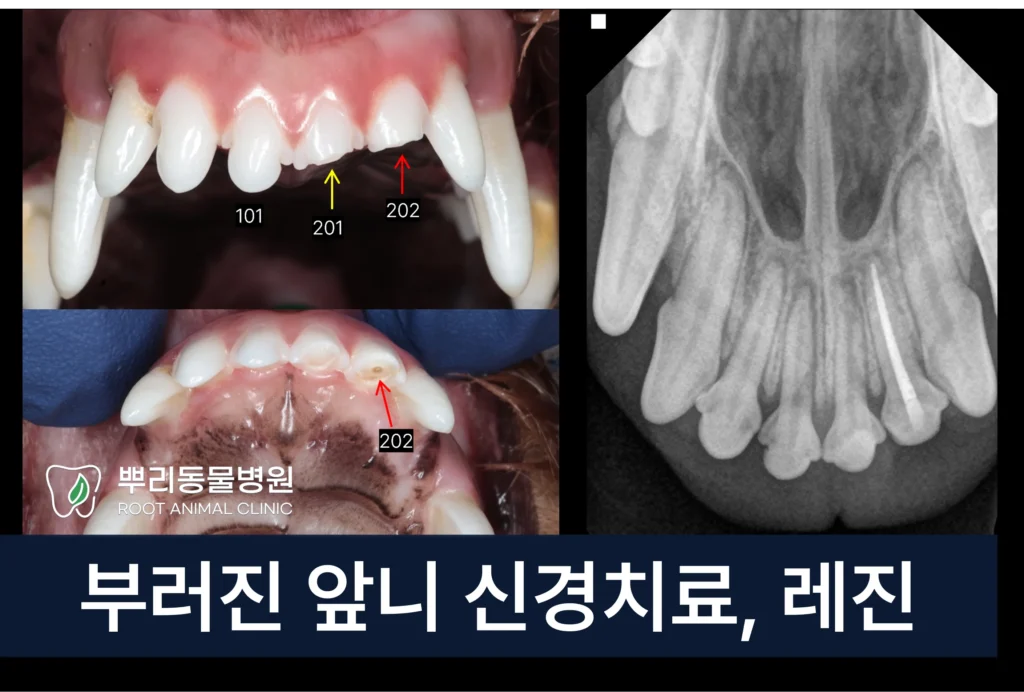 강아지 앞니 파절 신경치료 레진
