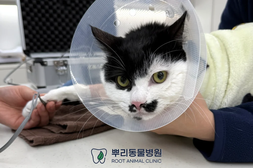 코숏 짜장이 만성 구내염 전발치 수술