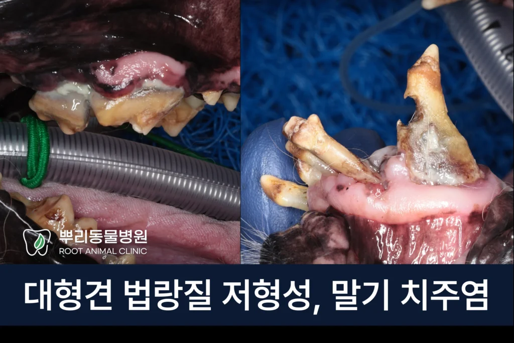 대형견 홍역 법랑질 저형성 치주염 발치